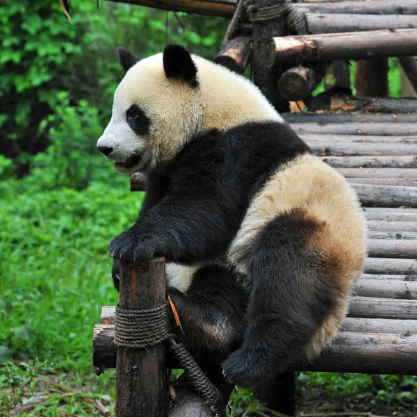 Schattige Reusachtige Panda Beer Zitten Staren — Stockfoto
