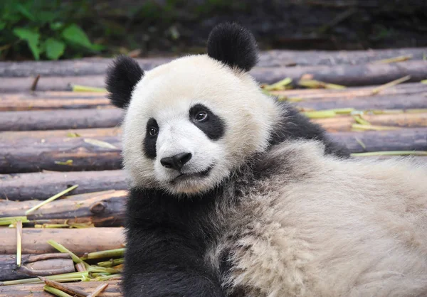 Söpö Jättiläinen Panda Karhu Istuu Tuijottaa — kuvapankkivalokuva
