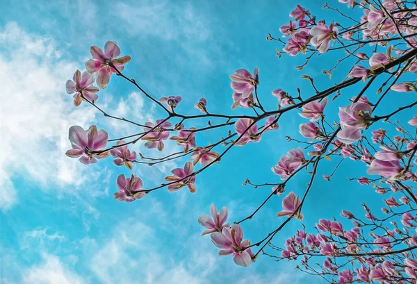 Piękny Kwiat Magnolii Wiosną — Zdjęcie stockowe