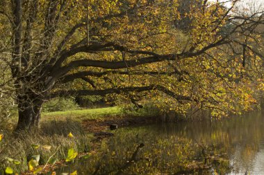 Yaprakların ve ağaçların sarı ve kahverengi renkli olduğu güzel sonbahar resimleri.