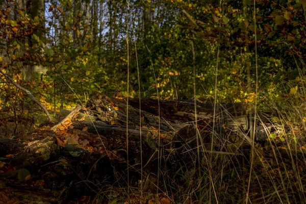 Gyönyörű Őszi Képek Ahol Levelek Fák Sárga Barna Színűek — Stock Fotó