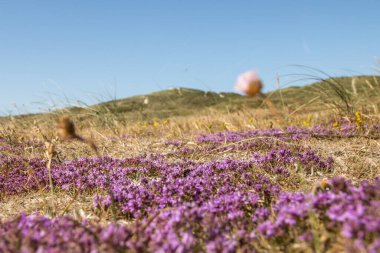 Güzel manzara ve kumullarla dolu Danimarka batı kıyıları - ön planda mor çiçekler