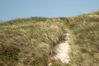Güzel manzara ve kumullarla dolu Danimarka batı kıyısı.