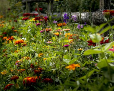 Yazın çayırlarda farklı renkte çiçekler.