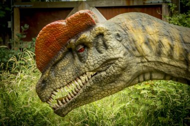 Giveskud, Danimarka - 16 juli 2019: Dilophosaurus 'a kafasının üstündeki iki armanın adı verilmiştir. Kimse onları ne için kullandığını bilmiyor. Karşı cinsi cezbetmiş olabilirler. Dinozorlar doğaları gereği büyüklüklerine inanırlar.