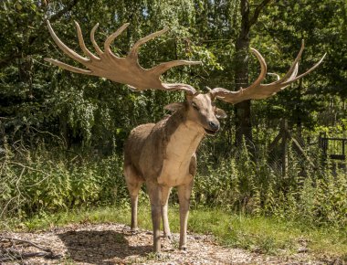 Verkud, Danimarka - 16 Temmuz 2020: Taş Devri 'nden kalma boynuzları olan büyük bir geyik yaşadıkları zamanki boyutlarına inanmaktadır.