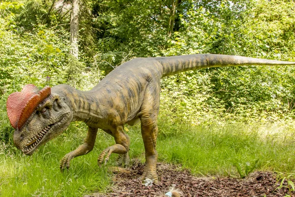 デンマークのGiveskud Juli 2019 ディロフォサウルスは頭の上の2つのクレストにちなんで名付けられました それが何に使われたのか誰も知らない 彼らは異性を引き付けるのに役立ったかもしれない 自然界の恐竜は当時と同じくらいの大きさを信じています — ストック写真