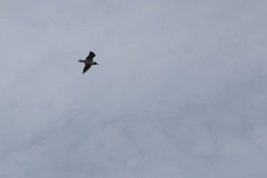 Mavi gökyüzü ile uçan martı. Bulutlu mavi gökyüzü ve bir martı