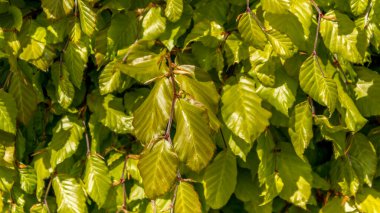 Beautiful beech hedge taken in sunshine. Green and light green colors background photo clipart