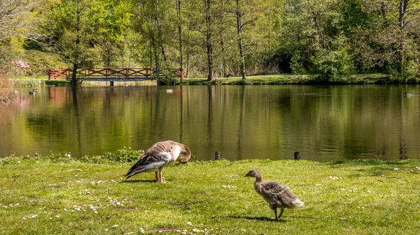 Une Oie Avec Canaille Sur Les Rives Lac Arrière Plan — Photo