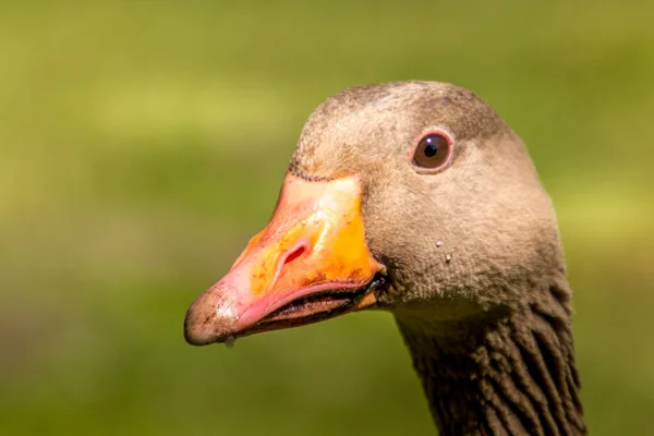 Oie Regardant Dans Caméra Gros Plan Photo Fond Flou Tête — Photo