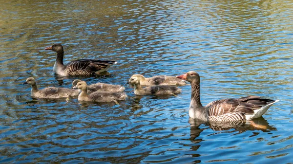 Семья Гусей Плавает Красивом Голубом Озере Взрослых Гуся Гусей Коза — стоковое фото