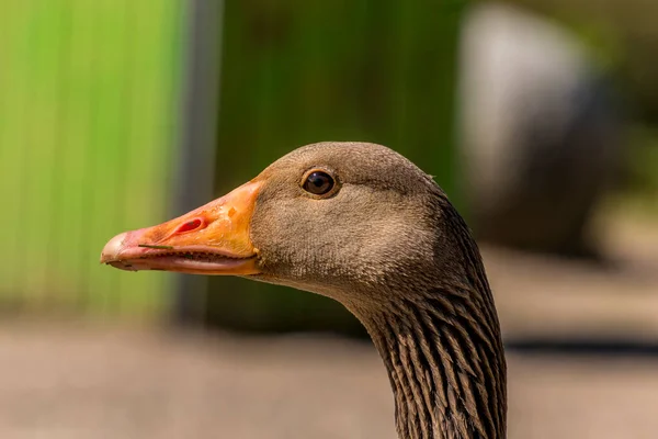 Mirada Ganso Cámara Foto Cerca Fondo Borroso Cabeza Cuello Gallina — Foto de Stock