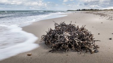 Deniz yosunu resmin ön yüzünde. Arkaplanı deniz olan kumsal. Suyun güzel yeşil bir rengi var. Denizde dalgalar. Sahilde taşlar. Beyaz bulutlu mavi gökyüzü. Gerrild Sahili.