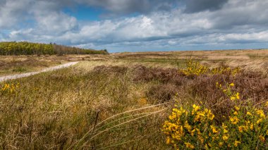 Uzun otlar ve kumsallara yakın sarı çiçekler. Arka planda küçük bir orman. Gerrild plajı. Gökyüzündeki bulutlar.