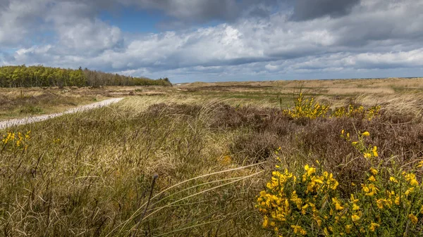 Grandes Herbes Fleurs Jaunes Près Des Plages Petite Forêt Arrière — Photo