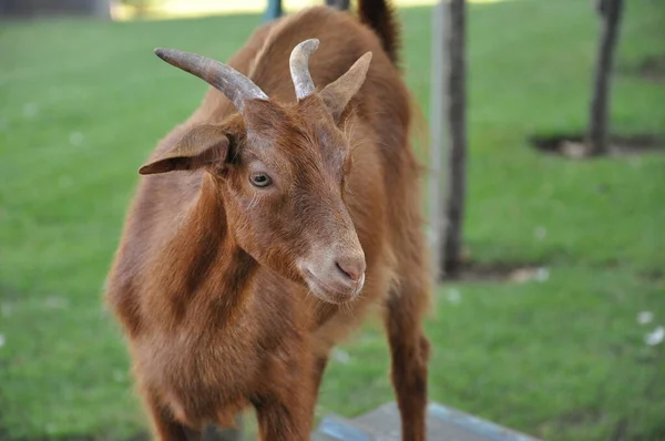 Brązowy Koza Bliska — Zdjęcie stockowe