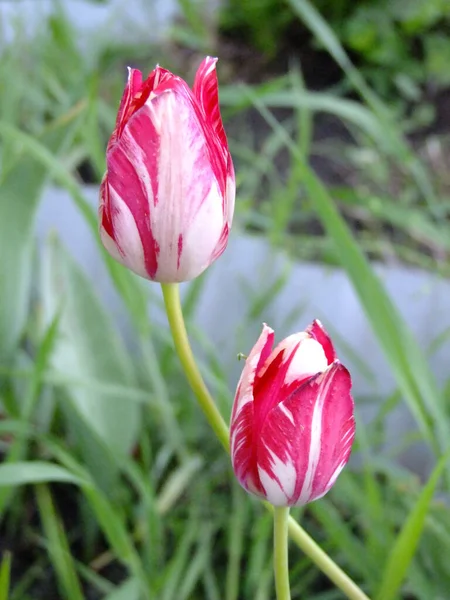 Tulipani Bianchi Con Strisce Rosa — Foto Stock