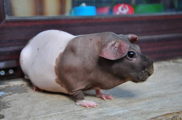 Une Race Spéciale Cochons Guinée Sans Laine — Photo