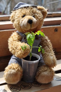 Oyuncak ayı fideleri tutar