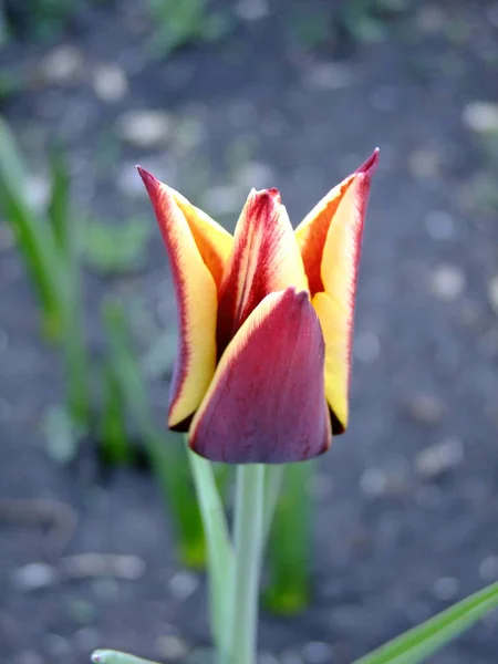 Tulipán Rojo Con Rayas Amarillas — Foto de Stock
