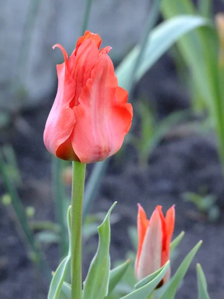 Tulipe Rouge Dans Jardin — Photo