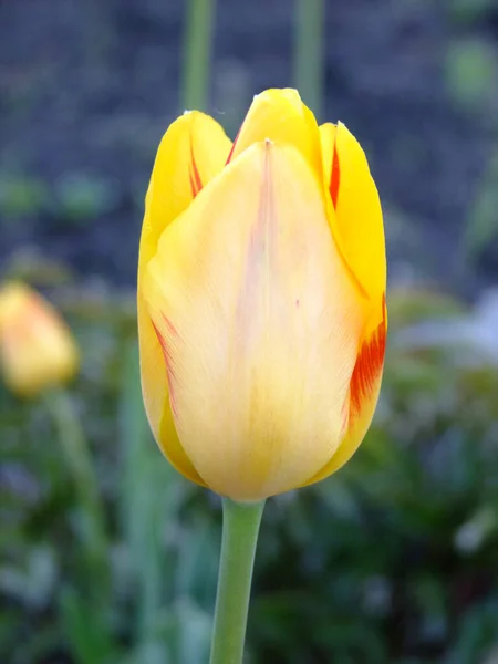 Tulipe Jaune Dans Jardin — Photo