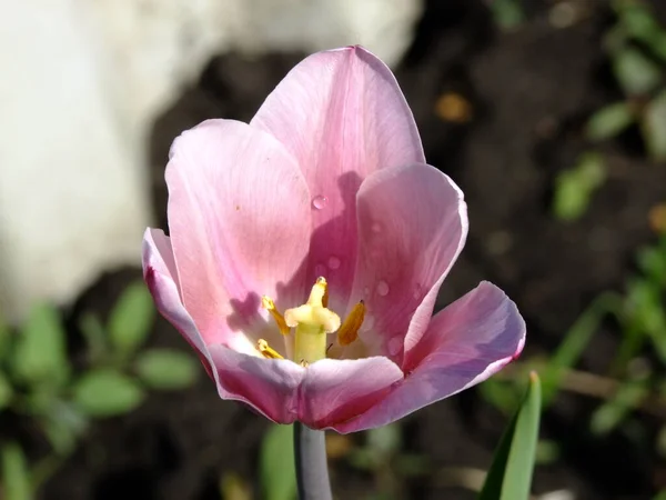 Tulipe Rose Gros Plan — Photo