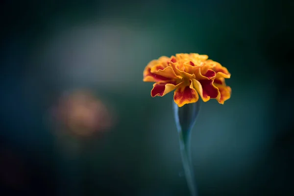 Souci Mexicain Unique Rouge Jaune Tagetes Erecta Sur Fond Sombre — Photo