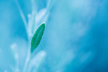 Solda yalıtılmış bir lavanta yaprağı bulanık mavi arka planda