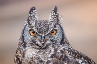 Afrika benekli baykuşunun (Africanus Bubo) kameraya dikkatle bakan yakın çekimi