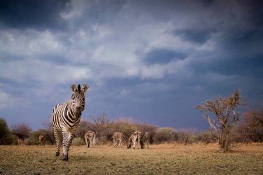 Bir zebra (equus quagga) sol tarafta duruyor, kameraya bakıyor, arka planda sürüler, çalılar ve gökyüzü. Dikhololo, Güney Afrika