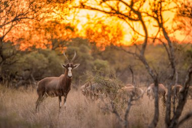 A blesbok standing in the grass, looking at the camera at sunset, with the rest of the herd in the background clipart