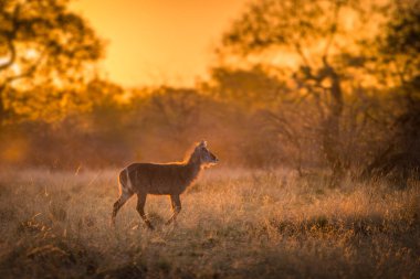 A single young waterbuck (kobus ellipsiprymnus) walking across a grassy clearing at sunset clipart