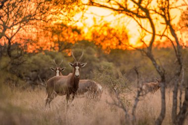 A blesbok (Damaliscus pygargus phillipsi) standing in the grass, looking at the camera at sunset, with the rest of the herd in the background. Dikhololo game reserve, South Africa clipart