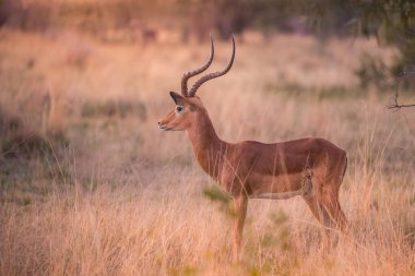 Günbatımında Dikhololo oyun parkında tek başına duran bir erkek impala (aepyceros melampus), Güney Afrika