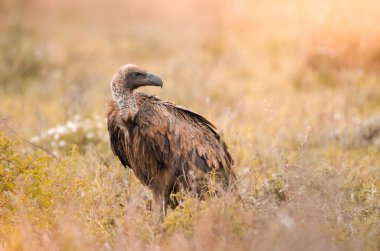 Kruger Ulusal Parkı 'nın çimlerinde tek başına duran beyaz sırtlı bir akbaba. Güney Afrika' da bir oyun rezervi.