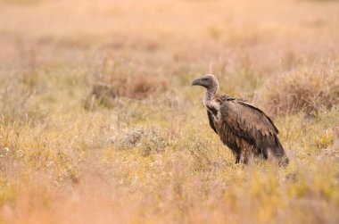 Kruger Ulusal Parkı 'nın çimlerinde tek başına duran beyaz sırtlı bir akbaba. Güney Afrika' da bir oyun rezervi.