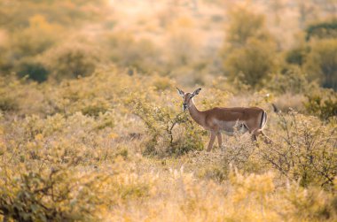 Güney Afrika 'daki Kruger ulusal park rezervinde gün batımında altın sarısı renkli çalıların ve çalıların arasında yalnız bir dişi impala (aepyceros melampus).. 