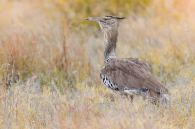 Bir Kori bustard (ardeotis kori), Güney Afrika 'daki Kruger Milli Parkı' ndaki çimlerin üzerinde duran büyük bir Afrika kuşu.. 