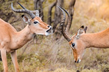 Bir çift erkek impala (aepyceros melampus), Güney Afrika 'daki Kruger Ulusal Parkı' nda birbirleriyle şakalaşarak dövüşür.. 