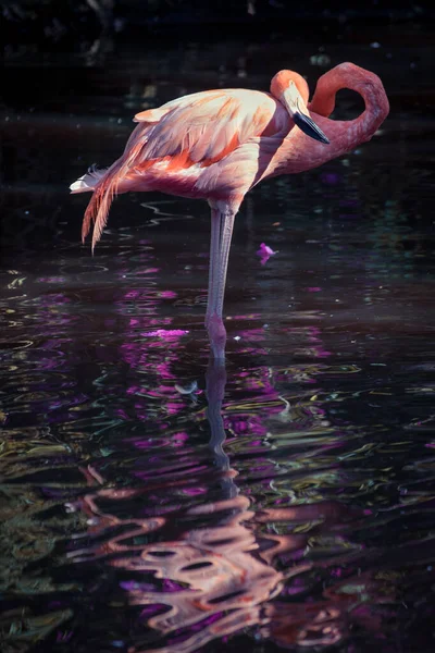 Wielkiego Flaminga Fenicopterus Roseus Stojącego Basenie Dbającego Siebie Oświetlonego Ciemnym — Zdjęcie stockowe