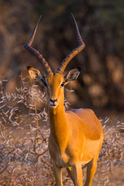 Mâle Solitaire Impala Aepyceros Melampus Regardant Caméra Coucher Soleil Dans — Photo