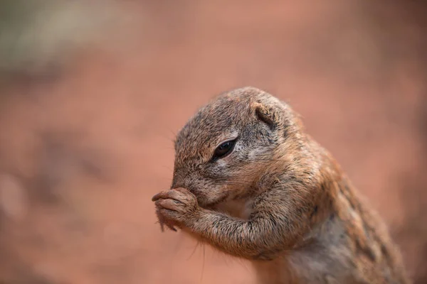 아프리카 땅다람쥐 Xerus Scuiridae 장하여 남아프리카 공화국의 재미있는 기둥에 — 스톡 사진