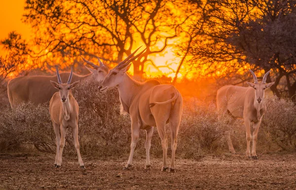 Troupeau Terre Taurotragus Oryx Rassemblé Autour Arbustes Sous Coucher Soleil — Photo