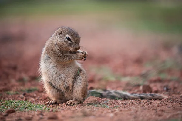 아프리카 땅다람쥐 Xerus Sciuridae 똑바로 남아프리카 공화국의 — 스톡 사진