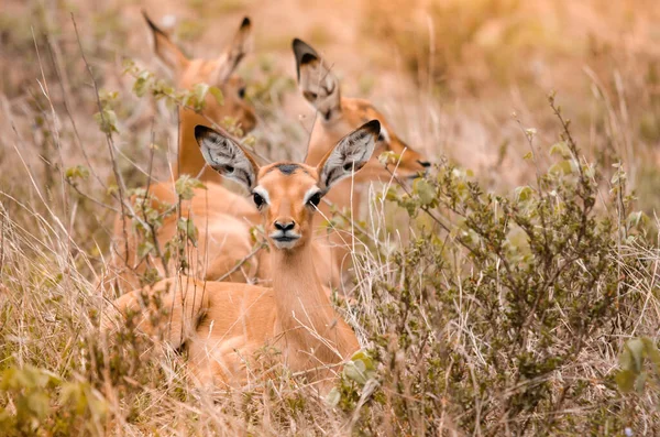 Groupe Faons Impala Aepyceros Melampus Couchés Dans Herbe Dont Regarde — Photo