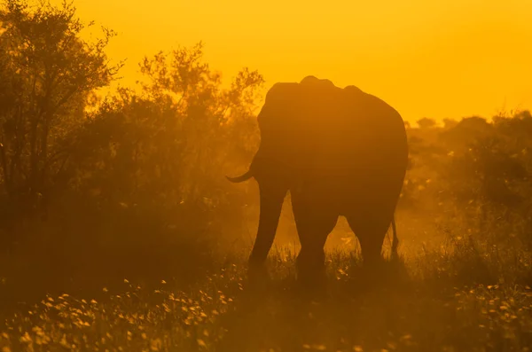 A large, lone, African elephant (loxodonta africana) backlit in shades of golden yellow in the African bush at sunset. Kruger National Park game reserve, South Africa.