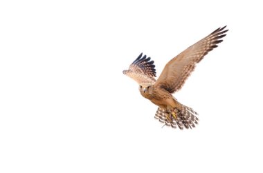 Kurtarılmış bir Lanner Falco Biarmicus (Falco Biarmicus) beyaz bir arka plana karşı gökyüzünde süzülüyor. Avcı Kuşlar Kurtarma Merkezi, Güney Afrika 