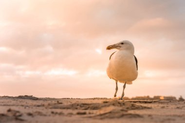 Tek bir Kelp Martı (Larus Dominicanus) gün batımında Plettenberg Körfezi sahilinde tek ayak üzerinde duruyordu. Batı Burnu, Güney Afrika
